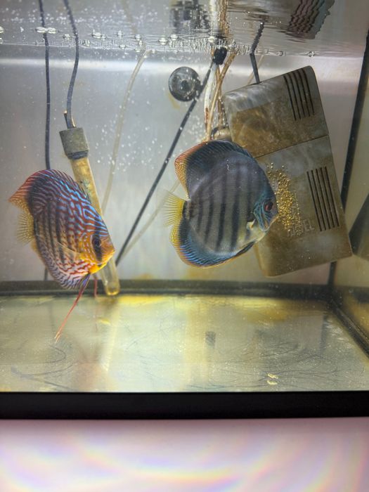 Paletki Dyskowce para