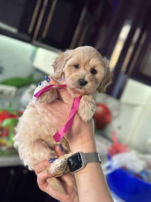 Мальтипу девочка 2.5 месяца