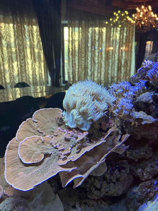 Терміново продам морські корали