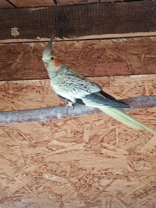 Nimfa wystawowa młoda