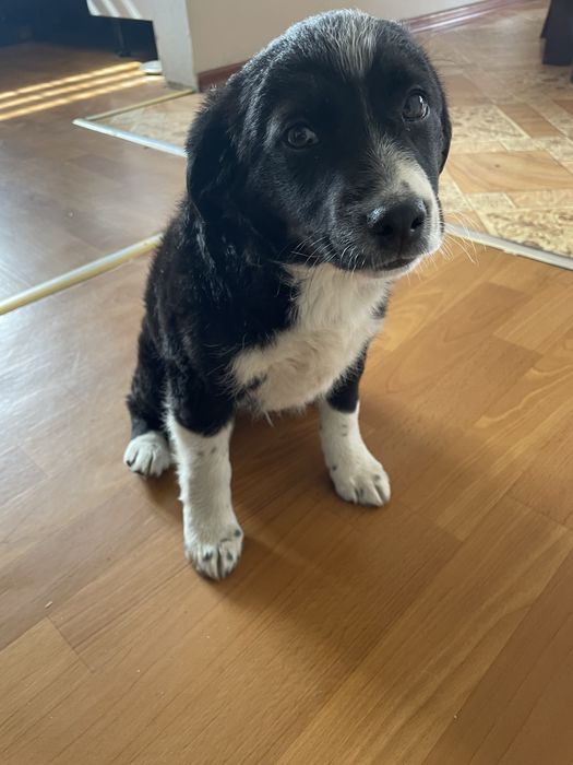 Oddam pieska w dobre rece .