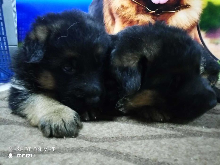 Продаж породистих собак