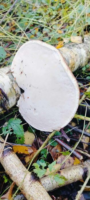 Bialoporek brzozowy 50 g