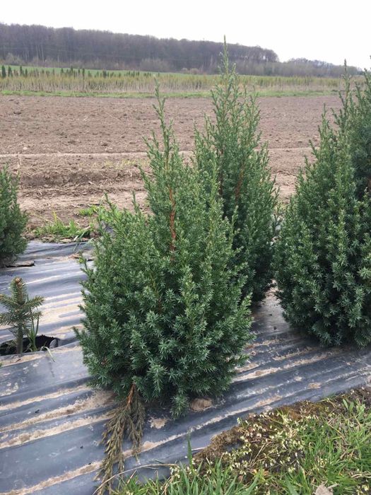 Вкорінені черінки туї,ялівця,самшиту