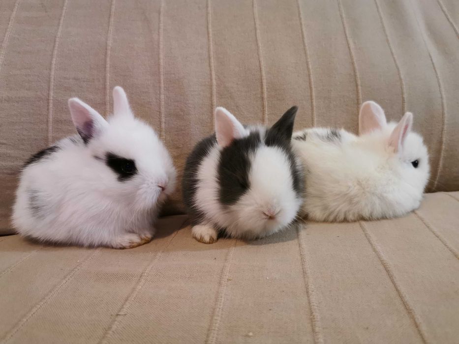 KIT completo coelhos anões desparasitados, muito dóceis