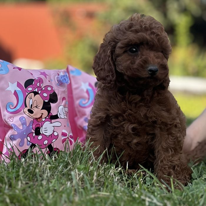 Red Braun хлопчики шоу классу