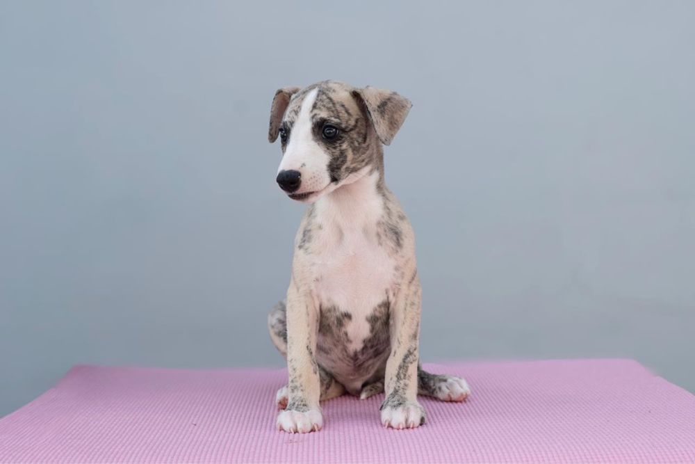 Whippet szczeniak ZKwP/FCI