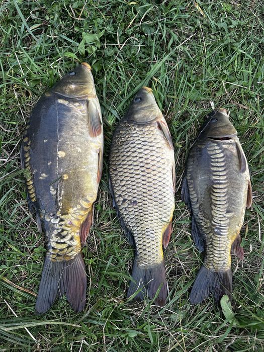 Продаж зарибка крочки коропа