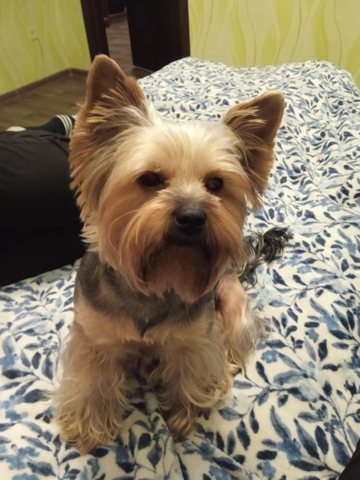 Вязка Йоркшеский тэръер