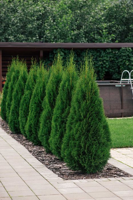 100cm Tuja smaragd szybki przyrost duze sadzonki Gorzów