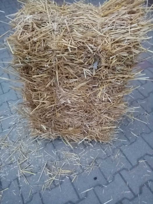 Sprzedam Słomę pszenną kostka. Możliwy transport.