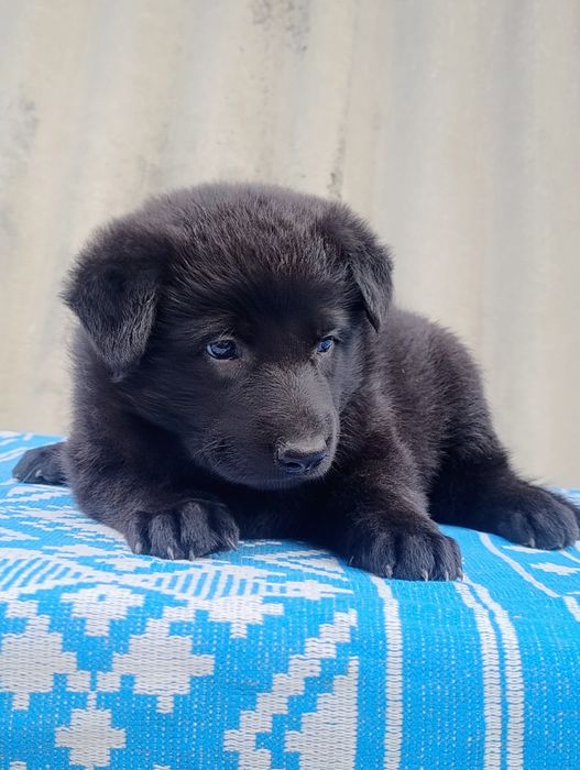Продам цуценят німецької вівчарки