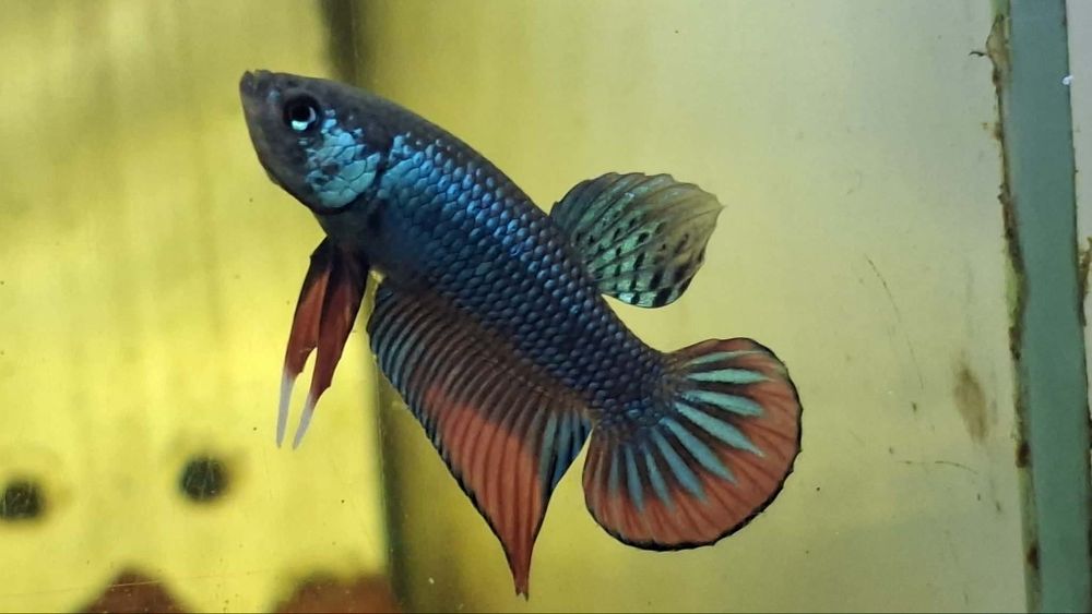 Bettas imbillis criação própria