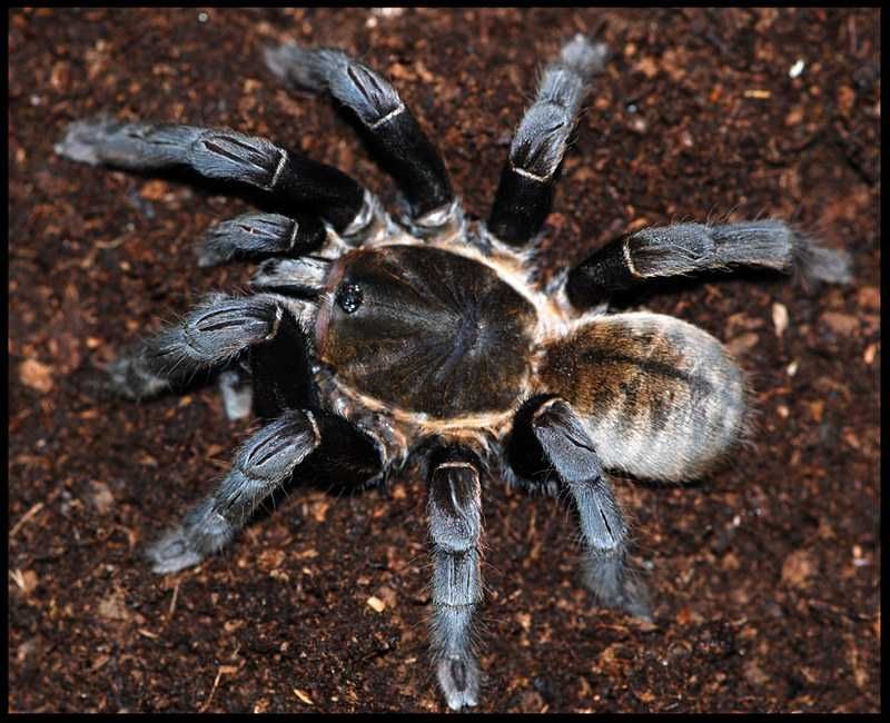 Ornithoctoninae sp malthai L1/2