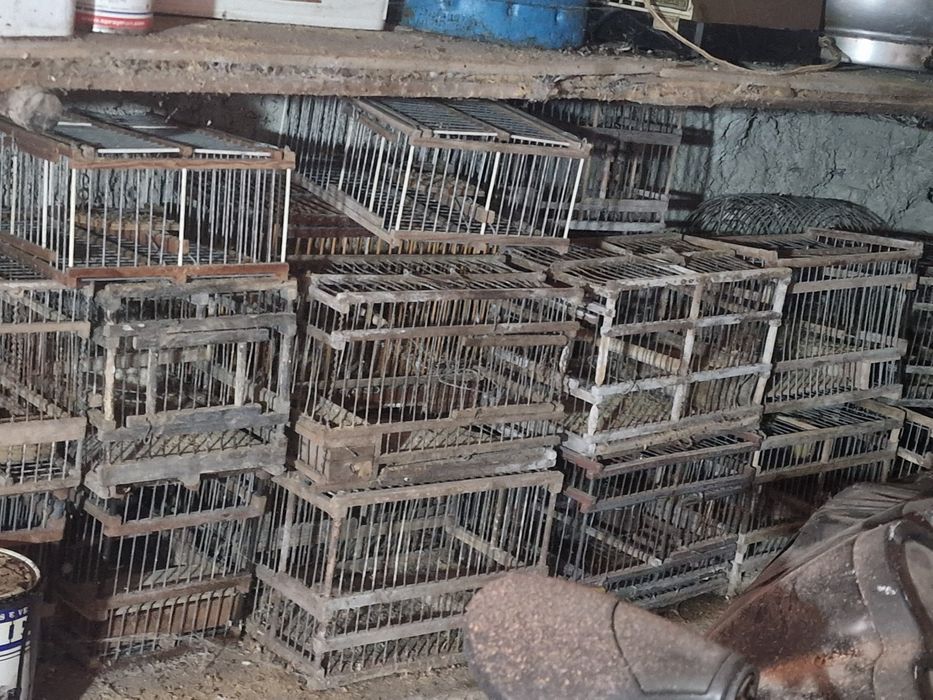 Gaiolas para pássaros de pequeno porte