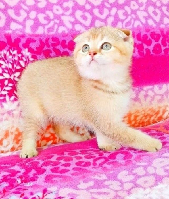 Золота шиншила Чудо хлопчик фолдик