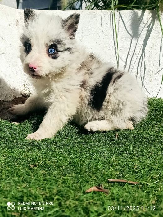 Cachorro border collie