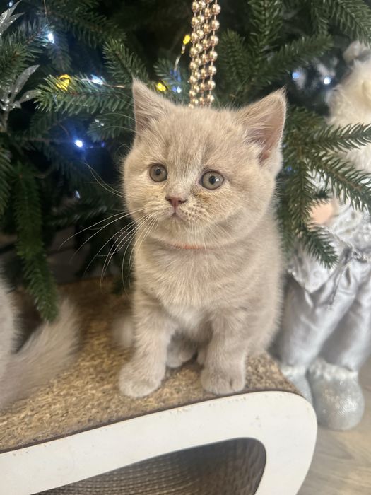 Шотландські кошенята