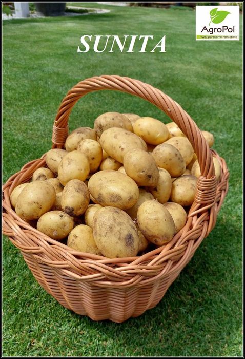 Ziemniak Sadzeniaki SUNITA - Królowa Ziemniaka - Wczesne Ziemniaki
