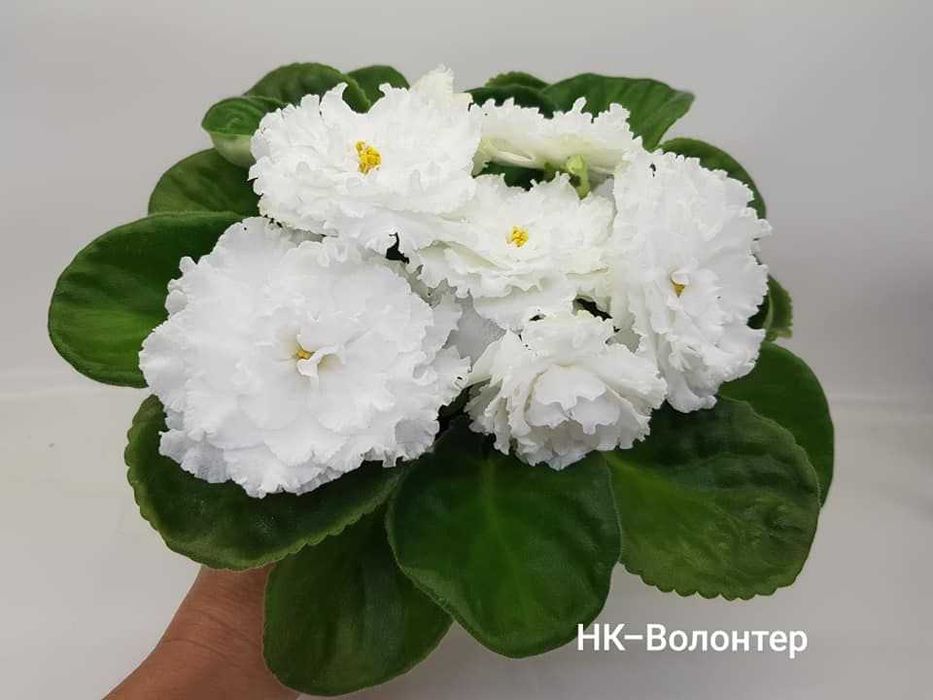 Фіалки сортові -дітки, стартери.