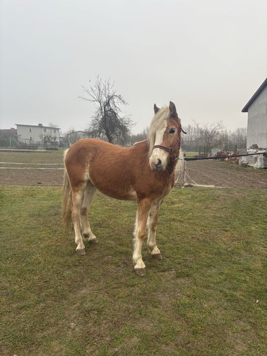 Wałach haflinger