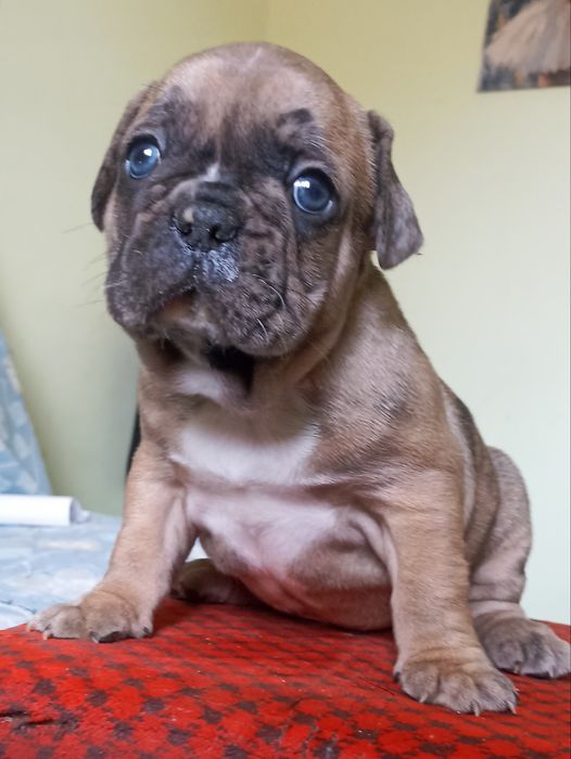 Голубоокий красунчик французький бульдог