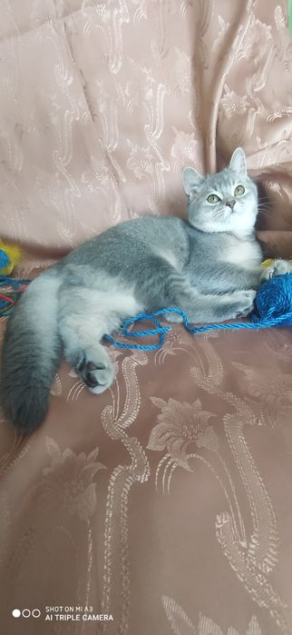 Кіт  запрошує на в'язку .