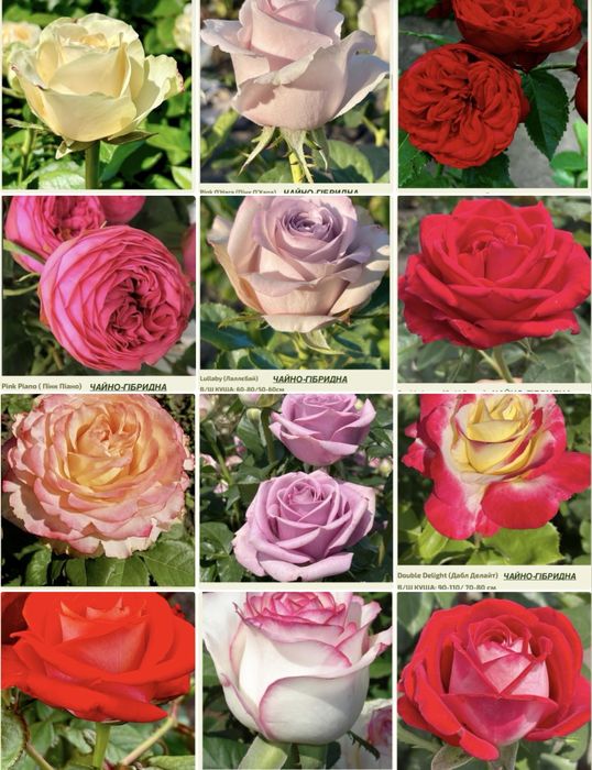 Саджанці троянд )/ Саженцы роз