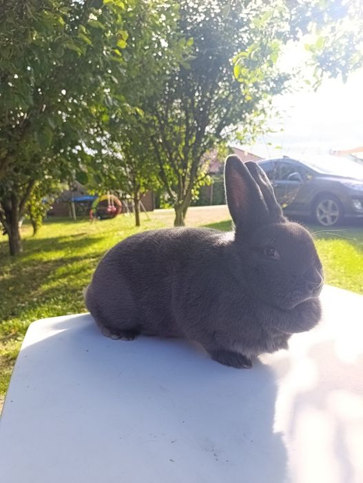 Wiedeński Niebieski WN Samica