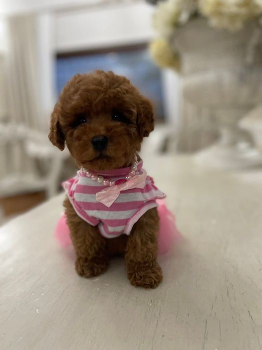 Розкішна красуня, той пудель