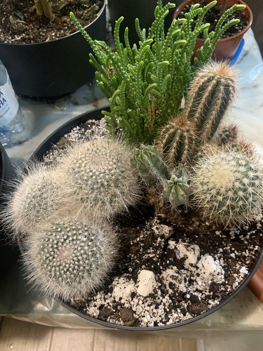 Кактус горщик діаметром 24 см Розпродаж