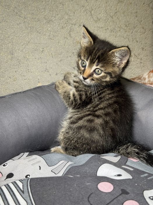 Котята в любящие семьи!