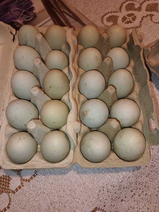 Sprzedam jajka lęgowe gren shell