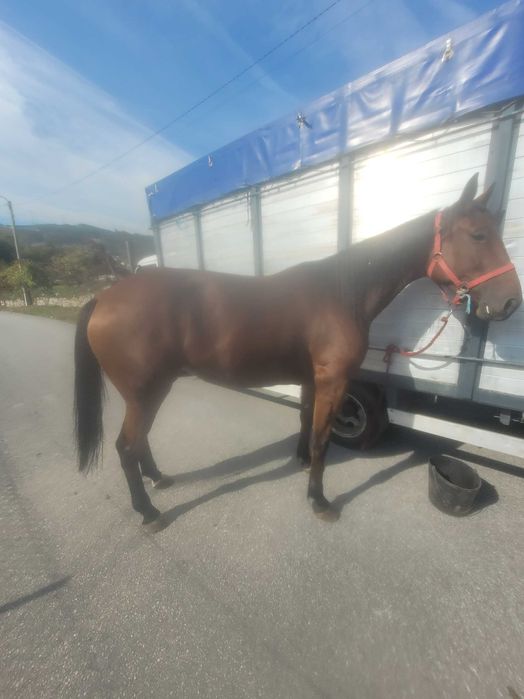 Femea francesa 4 anos