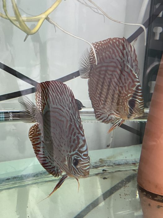 Casais Discus