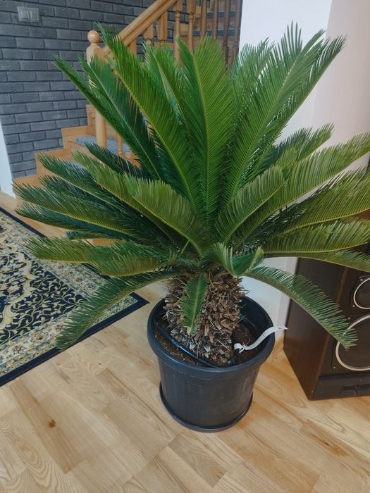 Sagowiec palma Cycas Revoluta 120cm