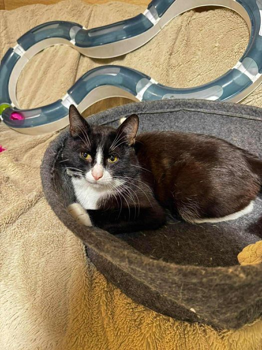 Wpatrzony w czlowieka Pandus czeka na dom