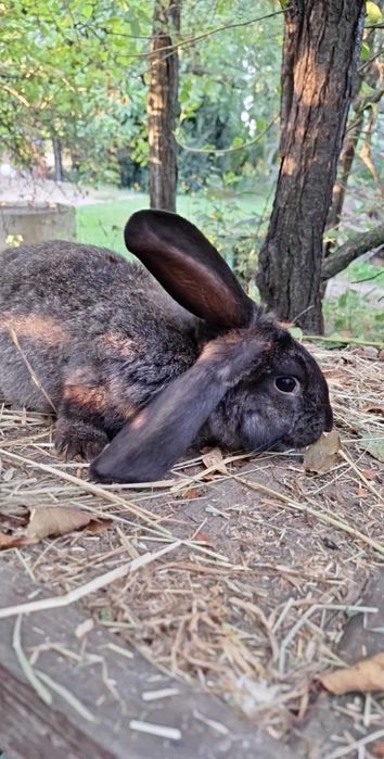 Młode króliki króliczki z kwietnia 2025 | Królik | Króliczki |