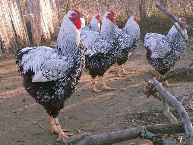 Яйце інкубаційне. Віандот: блакитне золото, біле золото,срібло.Курчата