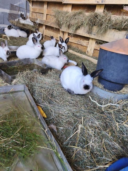 Króliki kalifornijskie samiec samica