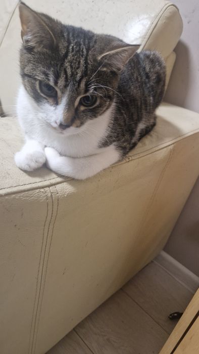 Oddam kotka w dobre ręce