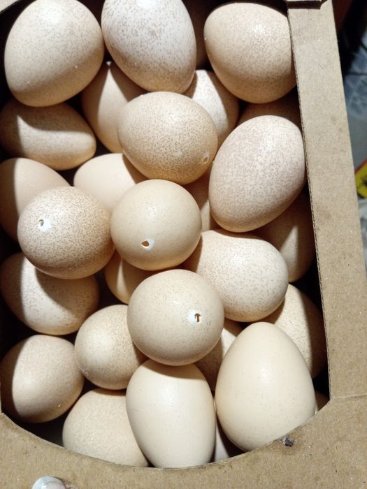 Продам видуті яйця цесарки,і качині на  писанки чи якусь декорацію.