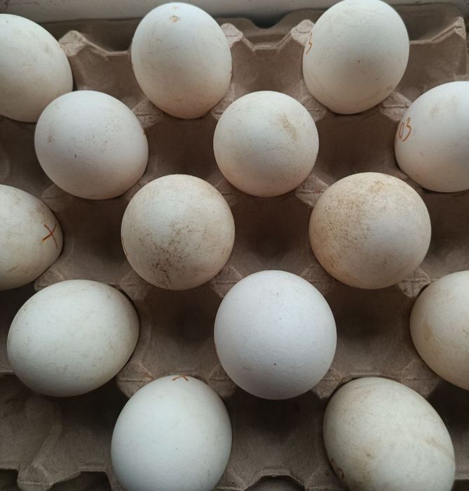 Инкубационое яйцо мамут+легард