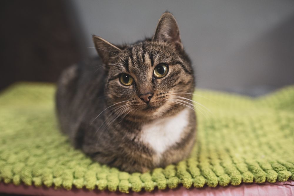 Funia miła młoda kotka