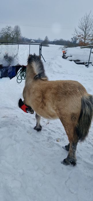 Kucyk ogier 8 miesięcy