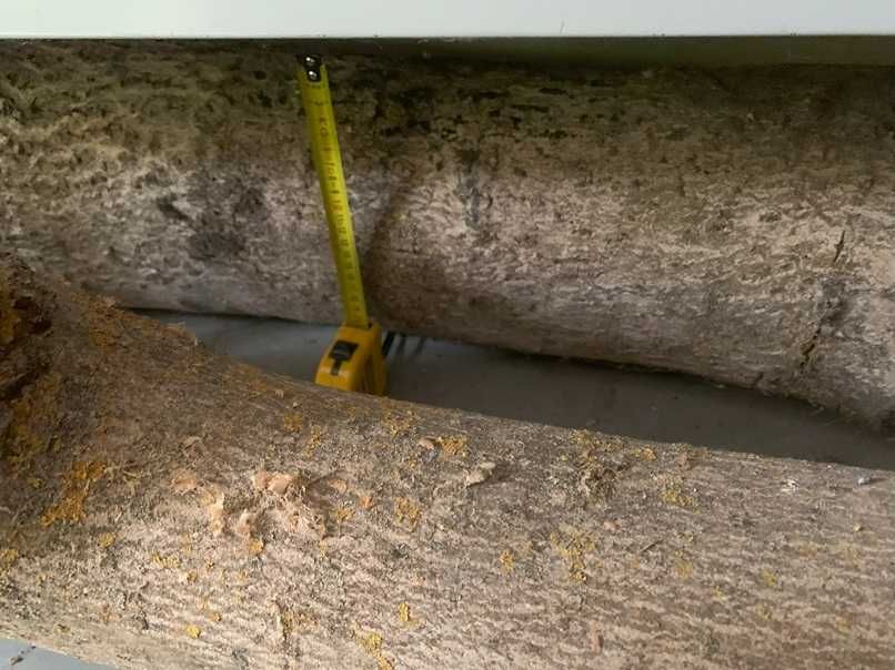 Drewno orzech włoski