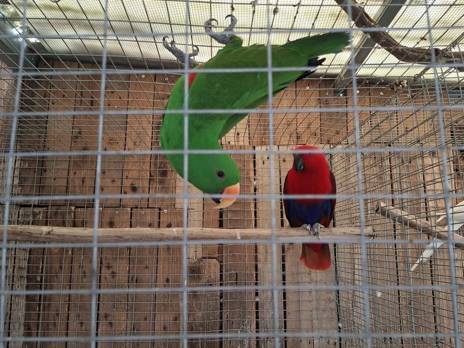 Casal ecletus roratus