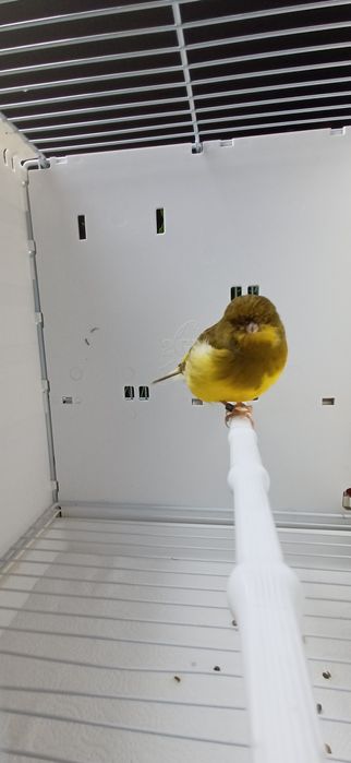 Kanarki Gloster samce nr 19 i 37