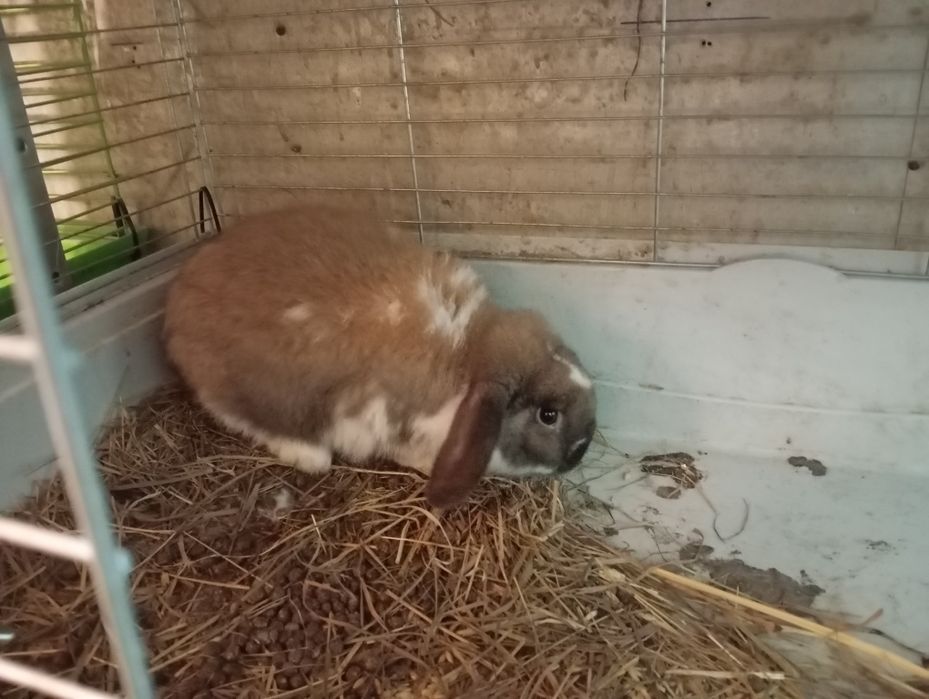 Króliki baranki miniaturki