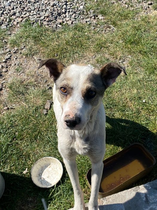 Собака в добрі руки!